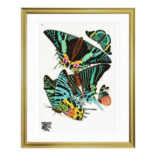 Vintage Butterflies (1925)