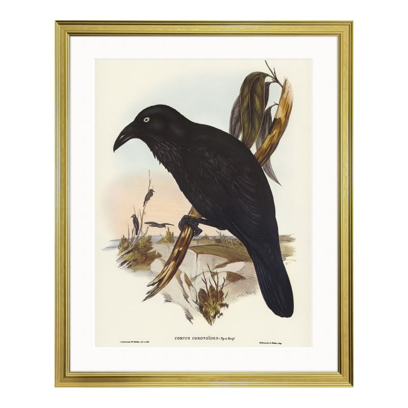 White-eyed Crow (1804-1881)